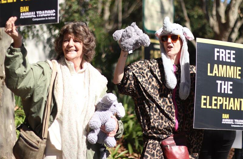 Tamlyn Higgins holds a toy elephant as she protests on June 6, 2026, outside the Johannesburg Zoo during a protest held by Ban Animal Trading South Africa. Photo: Neo Phashe