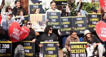 Animal activists protest on June 6, 2026, outside the Johannesburg Zoo during a protest held by Ban Animal Trading South Africa. Photo: Neo Phashe