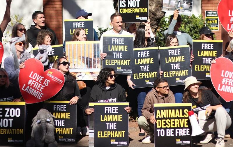 Tense court battle erupts over Johannesburg Zoo elephants as protesters demand freedom