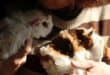 A rescued mother guinea pig and her babies at The Bunny Hop Haven on July 7, 2026. Photo: Thato Modopi