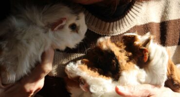 A rescued mother guinea pig and her babies at The Bunny Hop Haven on July 7, 2026. Photo: Thato Modopi