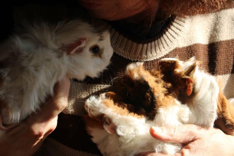 A rescued mother guinea pig and her babies at The Bunny Hop Haven on July 7, 2026. Photo: Thato Modopi