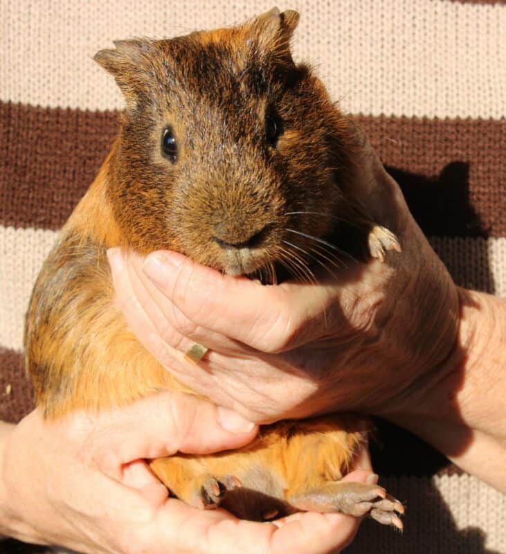 One of the rescued guinea pigs cared for at The Bunny Hop Haven on July 7, 2026. Photo: Thato Modopi