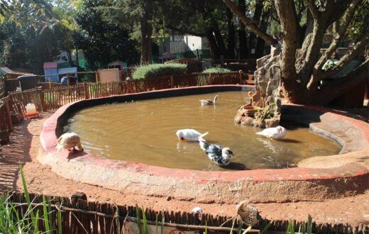 Ducks and geese swim across the pond at The Bunny Hop Haven, one of the sanctuary's many attractions that offer visitors a close-up experience with nature on July 7. Photo: Thato Modopi