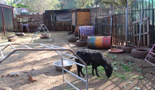 Pot-bellied pigs Spekkie and Pixel Pot-bellied explore their enclosure at The Bunny Hop Haven on July 7. Photo: Thato Modopi