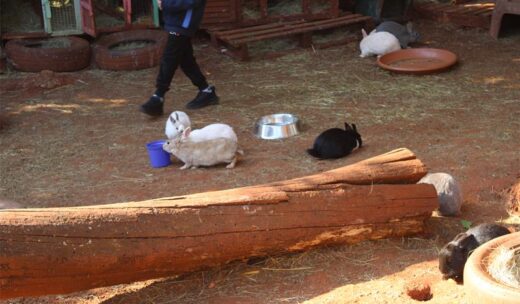 A black sheep grazes peacefully at The Bunny Hop Haven on July 7. Photo: Thato Modopi