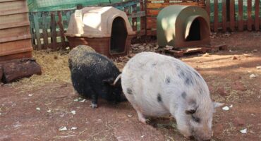 A goat eagerly reaches for a treat from Andrea Berzen at The Bunny Hop Haven on July 7. Photo: Thato Modopi