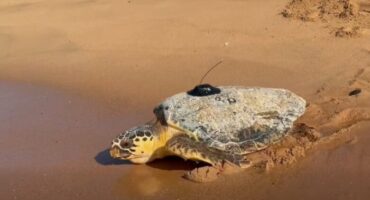 Finley-the-loggerhead-turtle-780x470