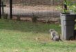 Vervet monkey at James & Ethel Grey Park on September 7, 2026. Photo: Supplied
