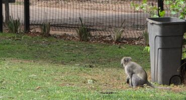 Vervet monkey at James & Ethel Grey Park on September 7, 2026. Photo: Supplied