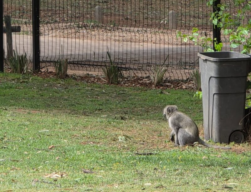 Vervet monkey at James & Ethel Grey Park on September 7, 2026. Photo: Supplied