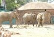 Lammie, Mopane, and Ramadiba seen in their enclosure at the Johannesburg Zoo. Photo: Supplied