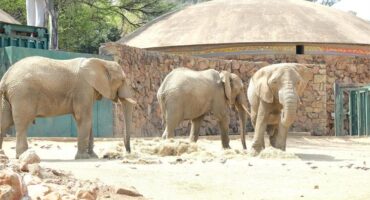 Lammie, Mopane, and Ramadiba seen in their enclosure at the Johannesburg Zoo. Photo: Supplied