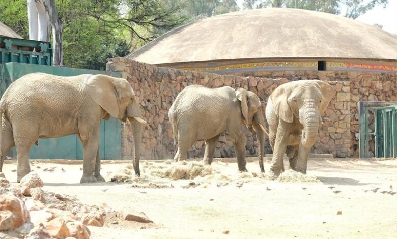 Lammie, Mopane, and Ramadiba seen in their enclosure at the Johannesburg Zoo. Photo: Supplied