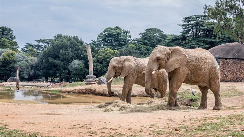 Two of Johannesburg Zoo’s African elephants feed on hay inside their enclosure. Photo: Supplied