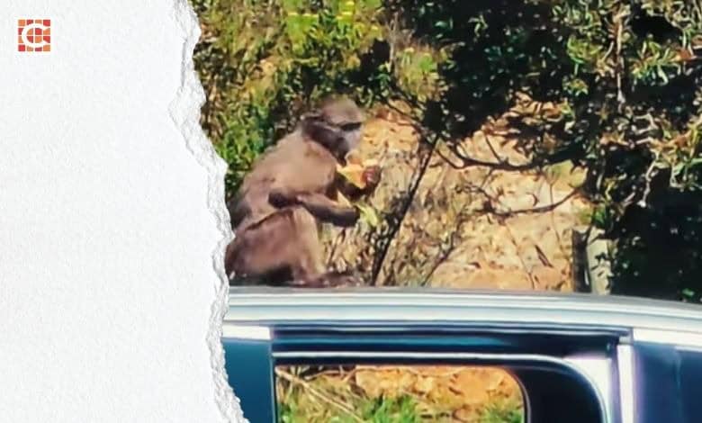 Baboon pulls of McDonald’s heist at Sir Lowry’s Pass viewpoint1