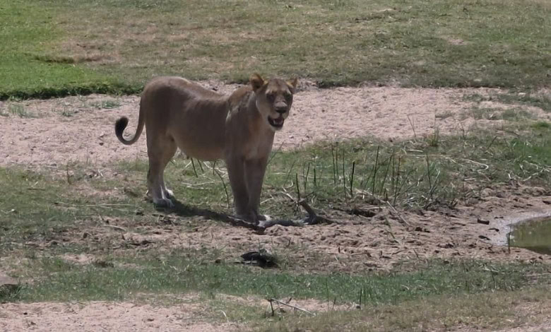 lion skukuza golf club