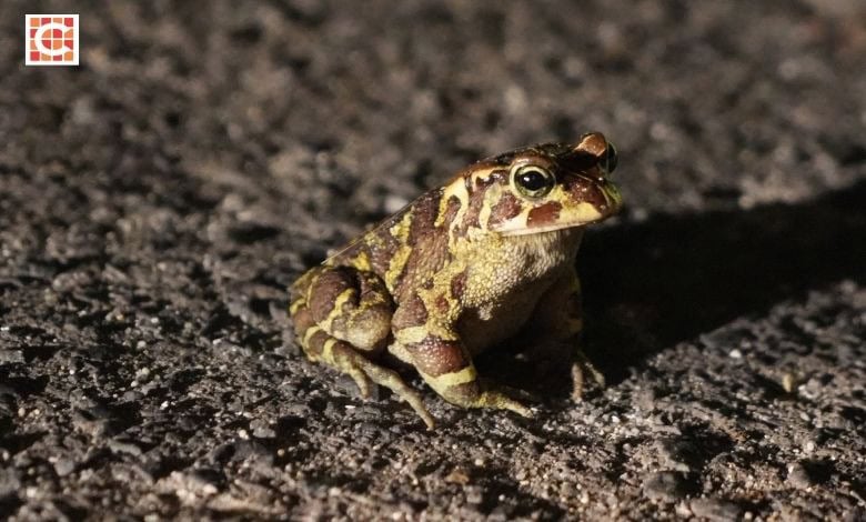 Safe, my mate! Cape Town volunteers help endangered breeding toads cross roads Photo Dagny Warmerdam (2) (1)