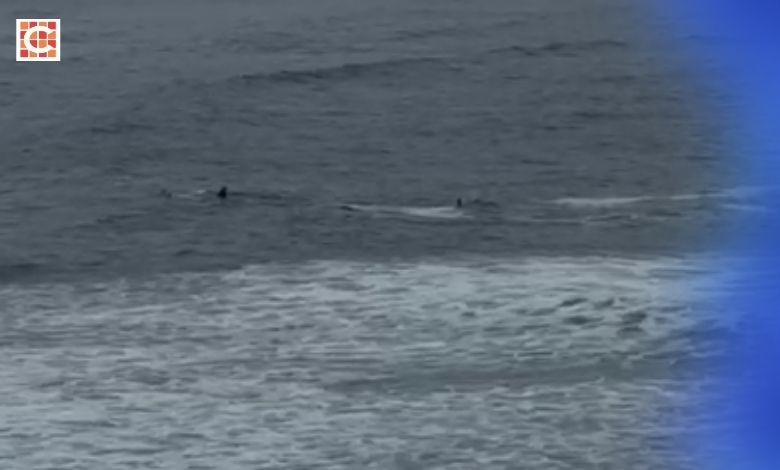 western Cape family spots orcas hunting off Garden Route1