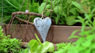 Alice Coetzee -23-09-2022- gardening- grow your own- photo 1