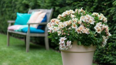 Alice Coetzee -06-01-2023 - gardening - trend- photo 1