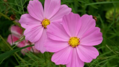 Alice Coetzee -13-01-2023 -gardening- grow your own - photo 3