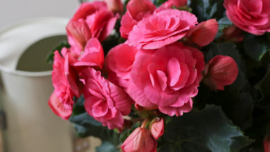 LNN Featured image_2 (9)