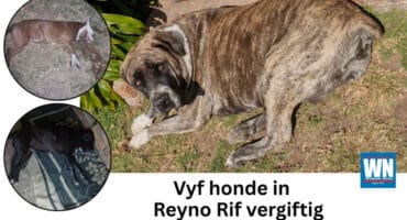 Meer en meer honde word in eMalahleni vergiftig. Die foto is deur die eienaar verskaf.