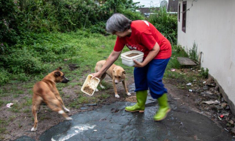 Local animal shelter needs urgent help to extend its sanctuary for ...