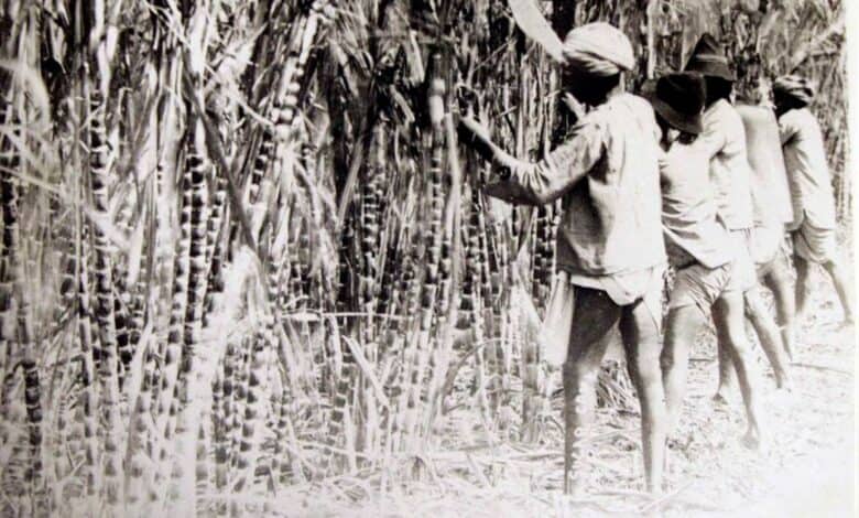 Commemorating the significance of Indian indentured labourers in KZN
