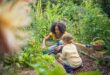 Growing children in a vegetable garden with a girl and boy planting and harvesting vegetables.
