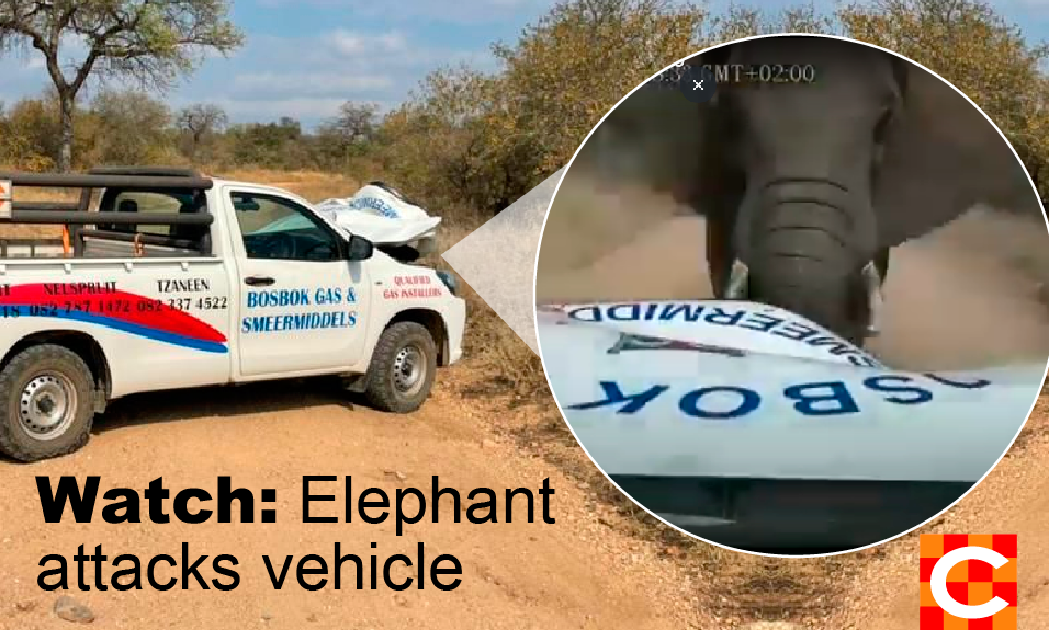 elephant attacks vehicle