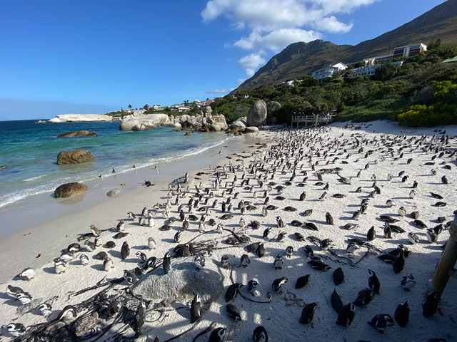 boulders beach capetown