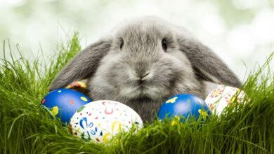 4689124585bc4d598ac_09073