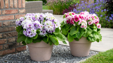 Alice Coetzee - 01-07-2022 - gardening - we're planting photo 1