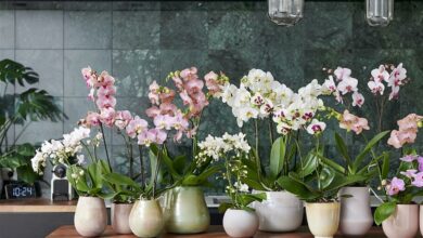 Alice Coetzee-11-02-2022-gardening-indoor plants- photo1 (Medium)