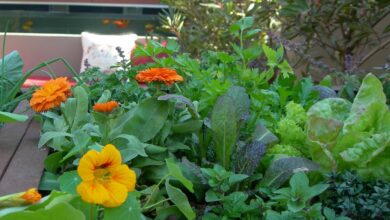 Alice Coetzee -13-05-2022-gardening-grow your own photo 1