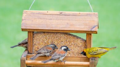 Alice Coetzee - 15-07-2022-gardening - birds- photo 1