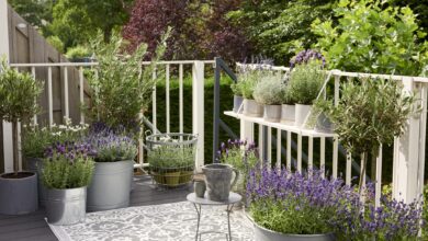 Alice Coetzee - 20-07-2021 - gardening- indoor plants photo 1