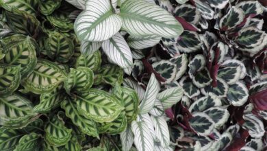 Alice Coetzee - 29 - 04-2022 - gardening- indoor plants photo 1