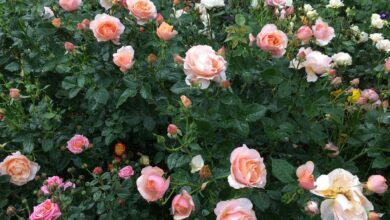 AliceCoetzee -01-10-2021- gardening- we're planting roses photo 1 (Medium)