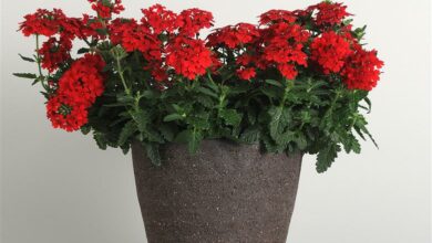 AliceCoetzee-02-07-2021-gardening-we're palnting - photo 1 (Medium)