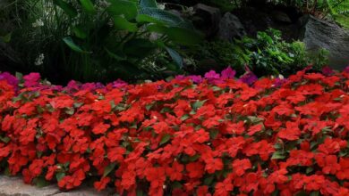 AliceCoetzee - 03-09-2021 - gardening - we're planting Photo 1 - Copy (Medium)