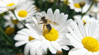 AliceCoetzee -05- 11-2021-gardening -we're planting for butterflies and bees photo 1