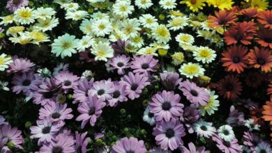 AliceCoetzee -06-07-2021-gardening-we're planting photo 1 (Medium)