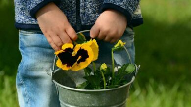AliceCoetzee - 11-03-2022-gardening -get ready for autumn; photo 1 (Medium)