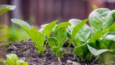 AliceCoetzee-13-07-2021-gardening- grow your own photo 1 (Medium)