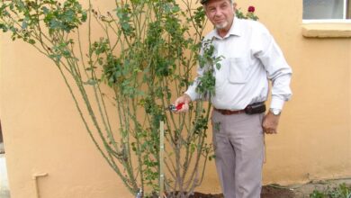 AliceCoetzee-16-07-2021-gardening- pruning roses - photo 1 (Medium) Main