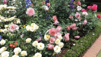 AliceCoetzee-16-4-21-gardening-autumn roses pic 1 (Medium)