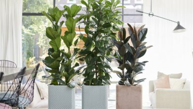 AliceCoetzee-18-0602021-gardening-indoor plants -photo 1 (Medium)